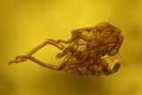 Fossil Cicada Larva and Ant In Baltic Amber #207495-4